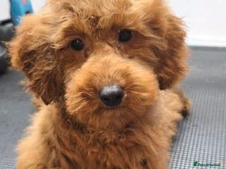 Miniature Poodle dogs MINIATURE POODLE PUPPIES - Advert 16