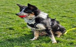 Border Collie dogs for stud: *STUD* Merlin - Image 11