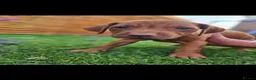 Rhodesian Ridgeback dogs for sale: Beautiful Rhodesian Ridgeback Puppies  - Advert 17