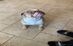 English Bulldog dogs for sale: English bulldog girl  - Image 6