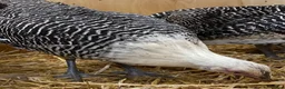 Chickens poultry for sale: Silver Campine  - Advert 17