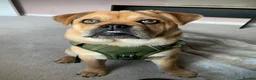 Mixed Breed dogs for sale: Simba  in Bury - Advert 3