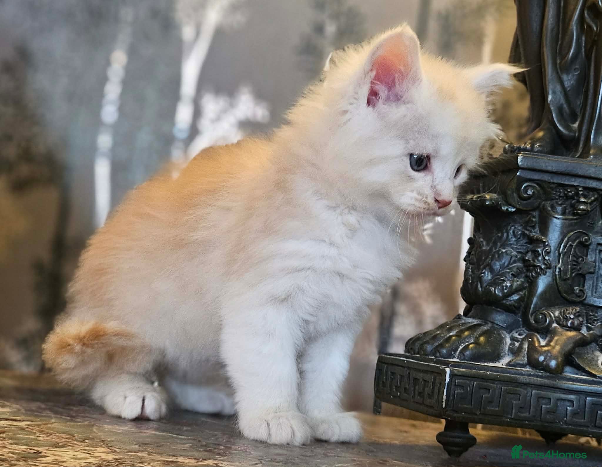 Maine Coon cats XXL Exceptional Pedigree Kittens Russian line - Advert 2