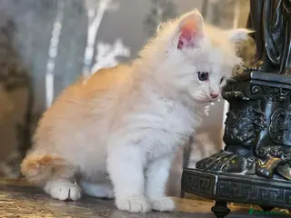 Maine Coon cats XXL Exceptional Pedigree Kittens Russian line - Advert 2