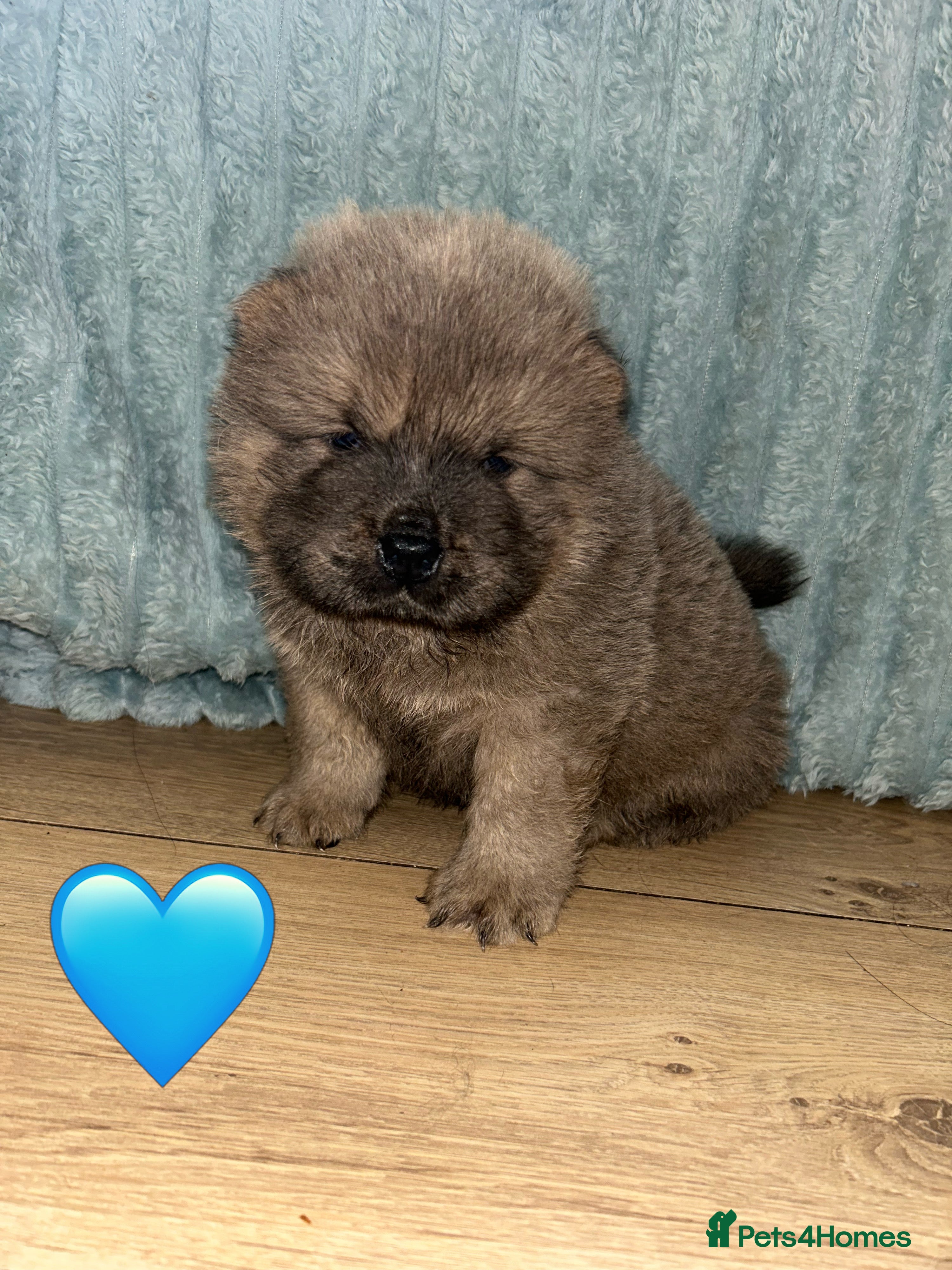 Chow Chow dogs 6 Stunning Chow Chow Puppies Left - Advert 2