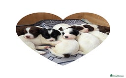 Sprollie dogs for sale: Sprollie puppies - Image 2