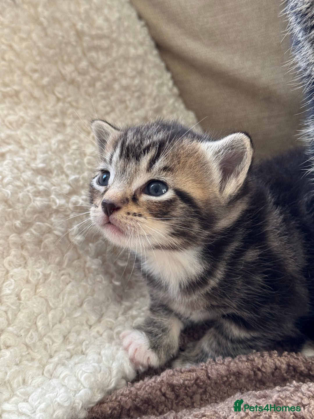 Mixed Breed cats for sale: Adorable Kittens Looking for Loving Homes 🐾 - Advert 11