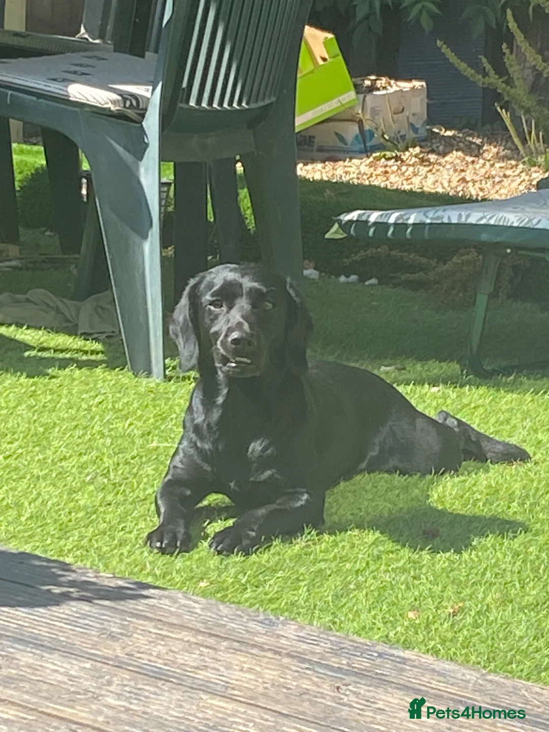 Cockerdor dogs for sale: Cockerdor puppies for sale  in Amersham - Advert 1