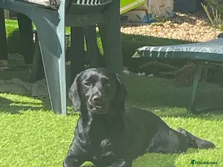 Cockerdor dogs Cockerdor puppies for sale - Advert 1