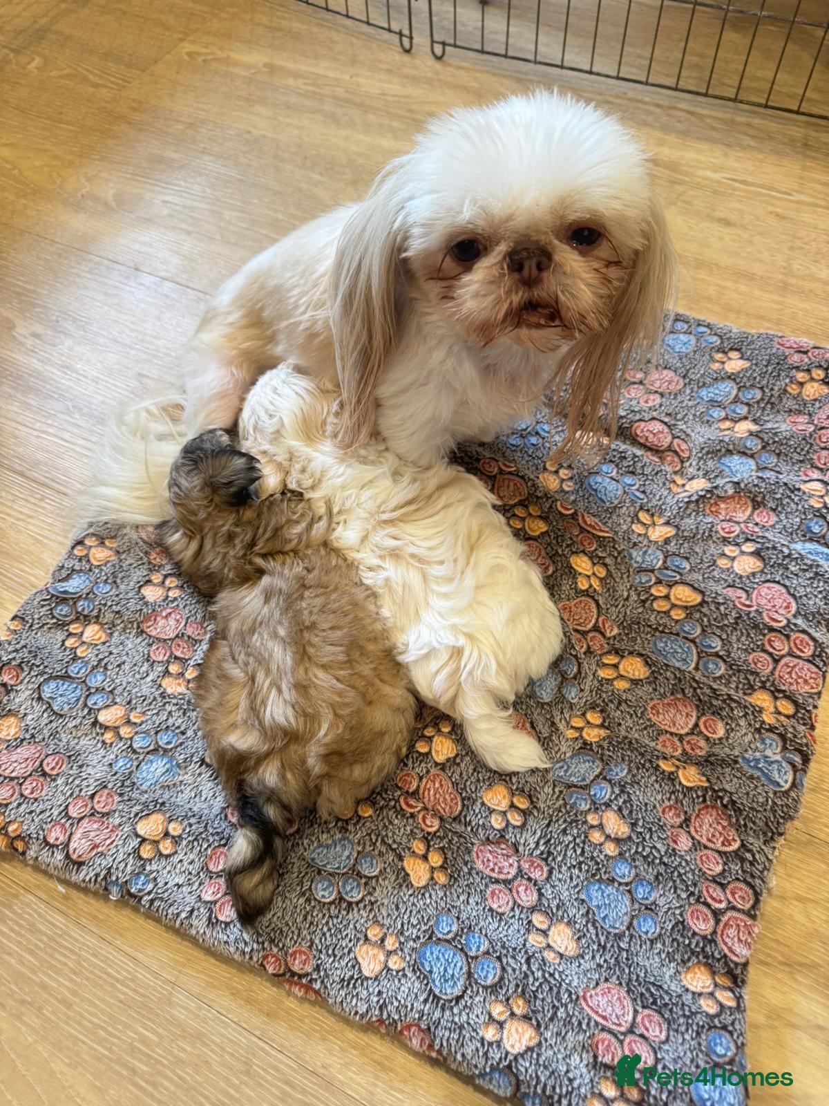 Shih Tzu dogs Beautiful Karashishi Shihtzus  - Advert 1