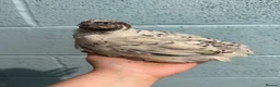 Quail poultry for sale: Coturnix/Japanise male Quail  - Advert 5
