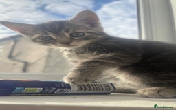 European cats for sale: Boy Cat - Image 1