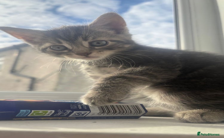 European cats - Advert 1