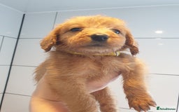 Labradoodle dogs for sale: ONLY 4 GIRLS LEFT F1 miniature labradoodles - Image 24