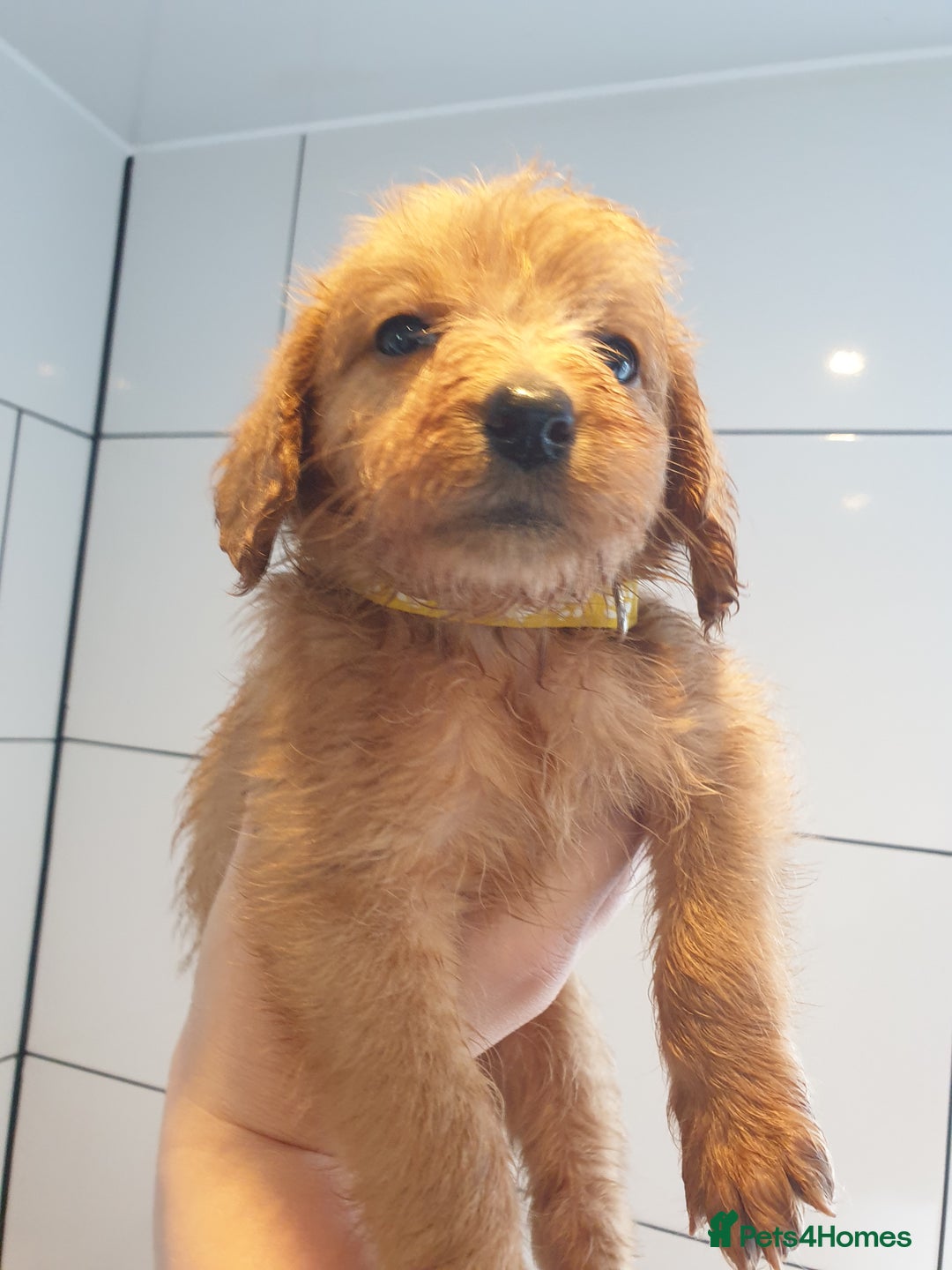 Labradoodle dogs for sale: ONLY 4 GIRLS LEFT F1 miniature labradoodles - Image 24