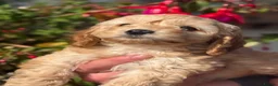 Cockapoo dogs for sale: Ready Now F1 Cockapoos - Advert 4