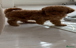 Cockapoo dogs for sale: F1bb petite cockerpoos  - Image 6