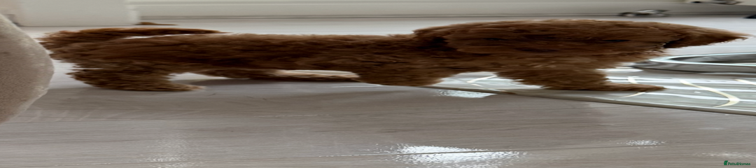 Cockapoo Puppy 3