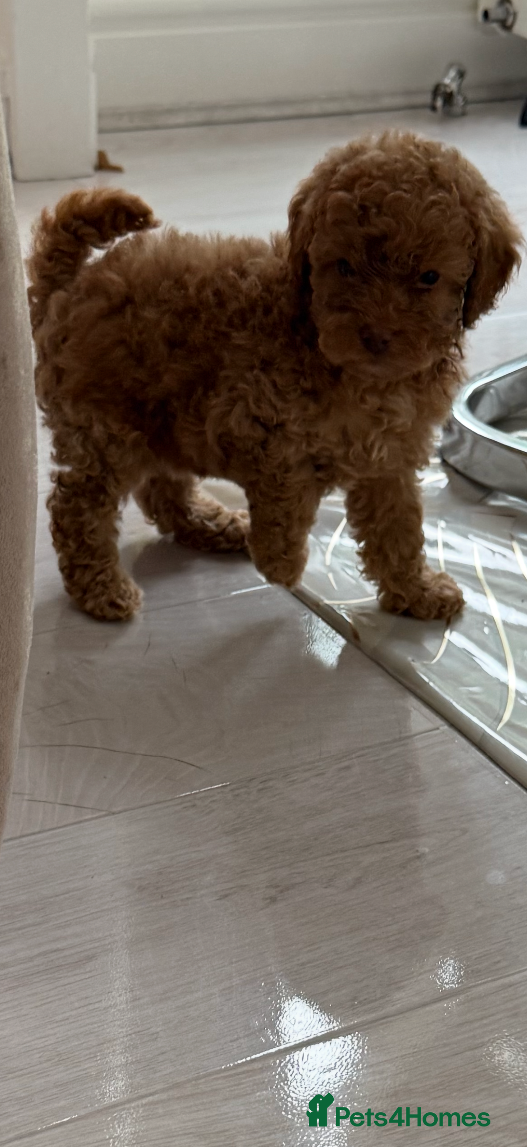 Cockapoo dogs for sale: F1bb petite cockerpoos  - Image 6