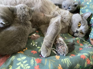 British Shorthair cats GCCF reg British Shorthair and Longhair Kitten’s - Advert 1