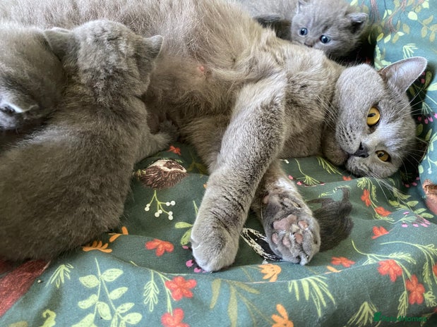 British Shorthair cats GCCF reg British Shorthair and Longhair Kitten’s - Advert 2