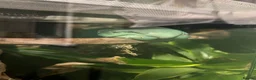 Frog reptiles for sale: White tree frog sold with set up in Manchester - Advert 4