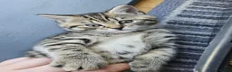 Mixed Breed cats for sale: Gorgeous house raised kittens  - Advert 13