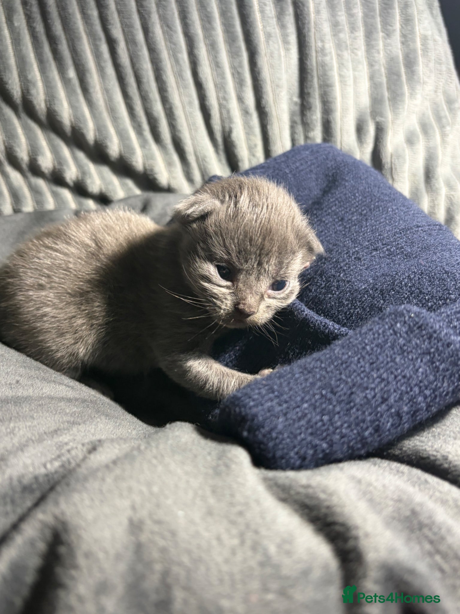 Maine Coon cats ✨ Maine Coon X Havana brown Kittens  - Advert 5