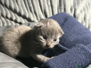 Maine Coon cats ✨ Maine Coon X Havana brown Kittens - Advert 5