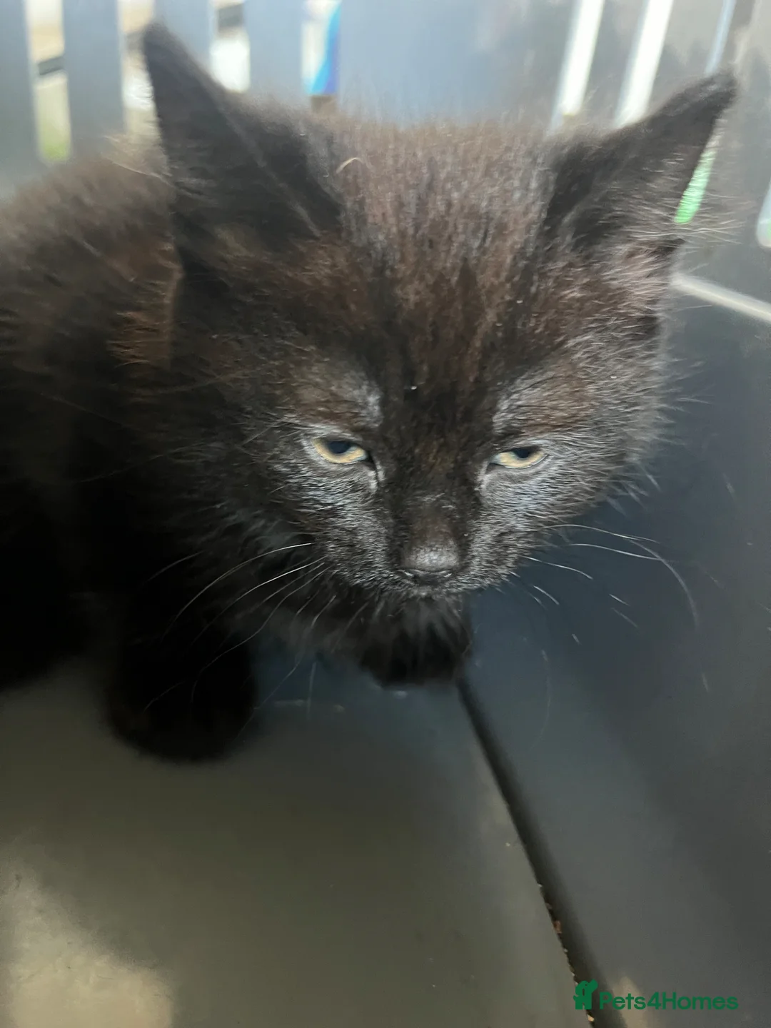 Mixed Breed cats for adoption: STORMZY - Advert 4