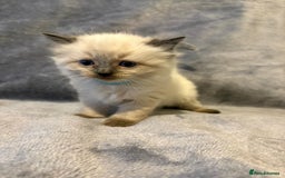 Ragdoll cats for sale: Beautiful ragdoll kittens for sale  - Advert 5