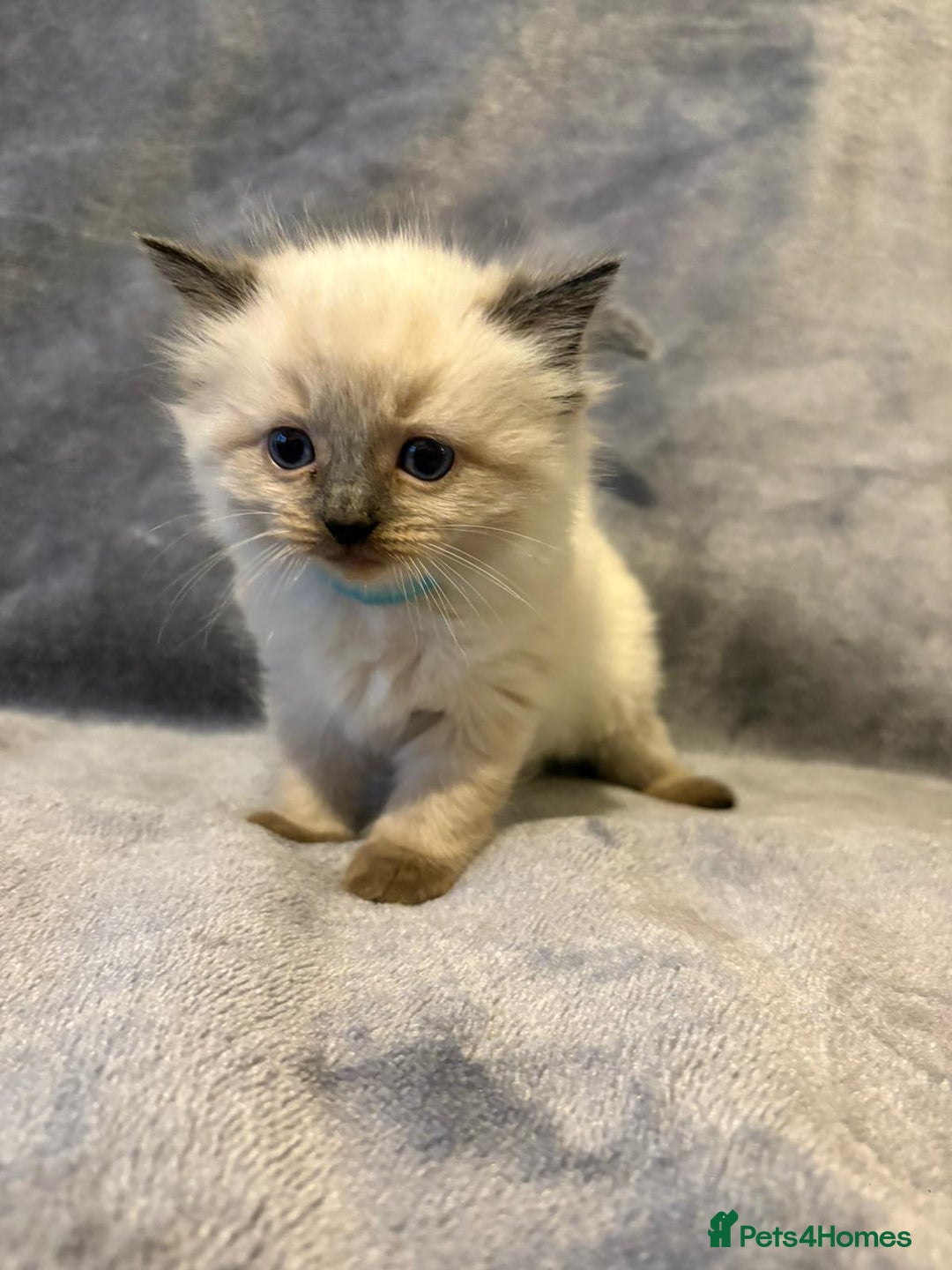 Ragdoll cats for sale: Beautiful ragdoll kittens for sale  - Advert 5
