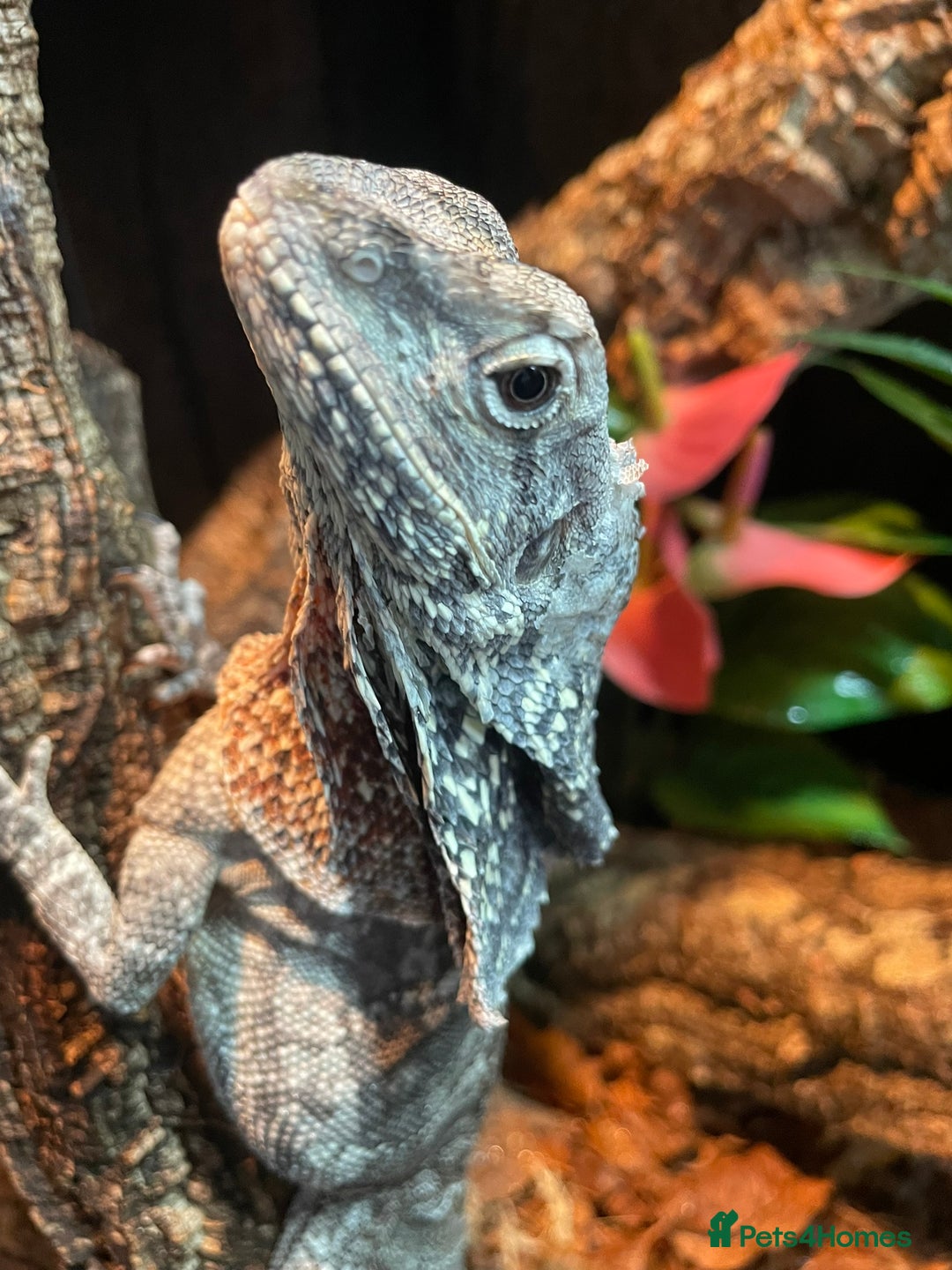 Lizard reptiles for sale: Male Frilled Dragon - Image 2