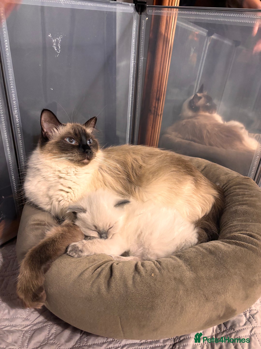 Ragdoll cats for sale: Last mitted Ragdoll girl available - Advert 2