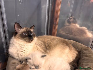 Ragdoll cats Last mitted Ragdoll girl available - Advert 1