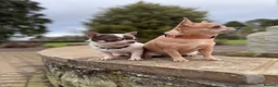 Chihuahua dogs for sale: 2 stunning chihuahuas - Advert 6