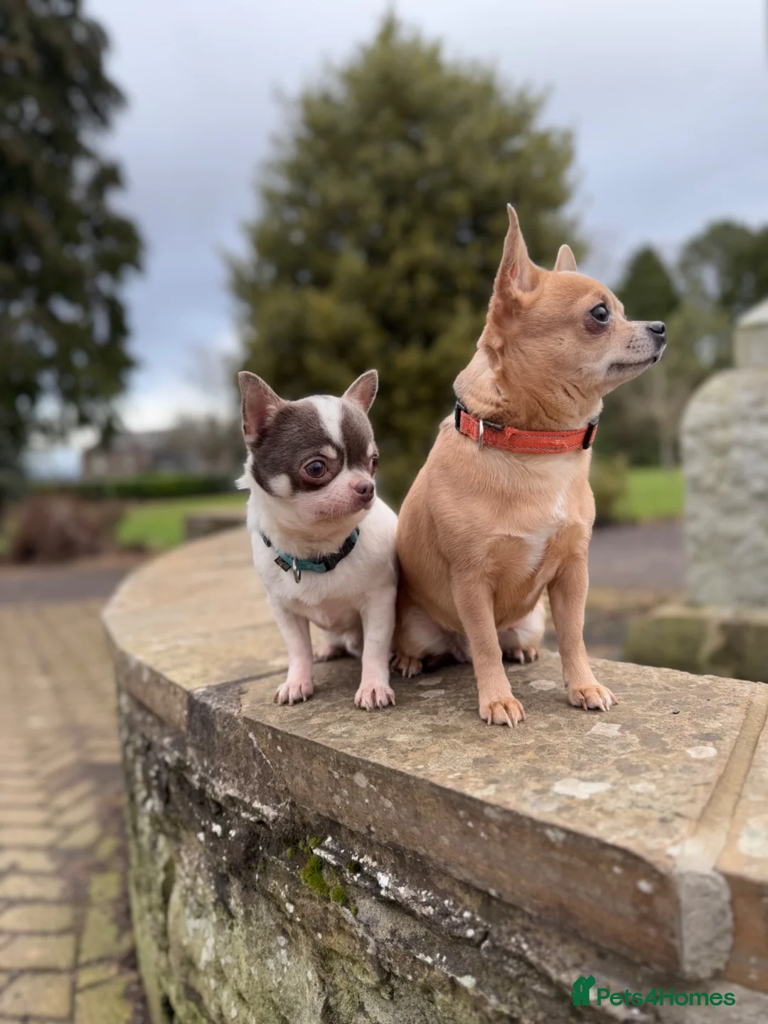 Chihuahua dogs for sale: 2 stunning chihuahuas - Advert 6