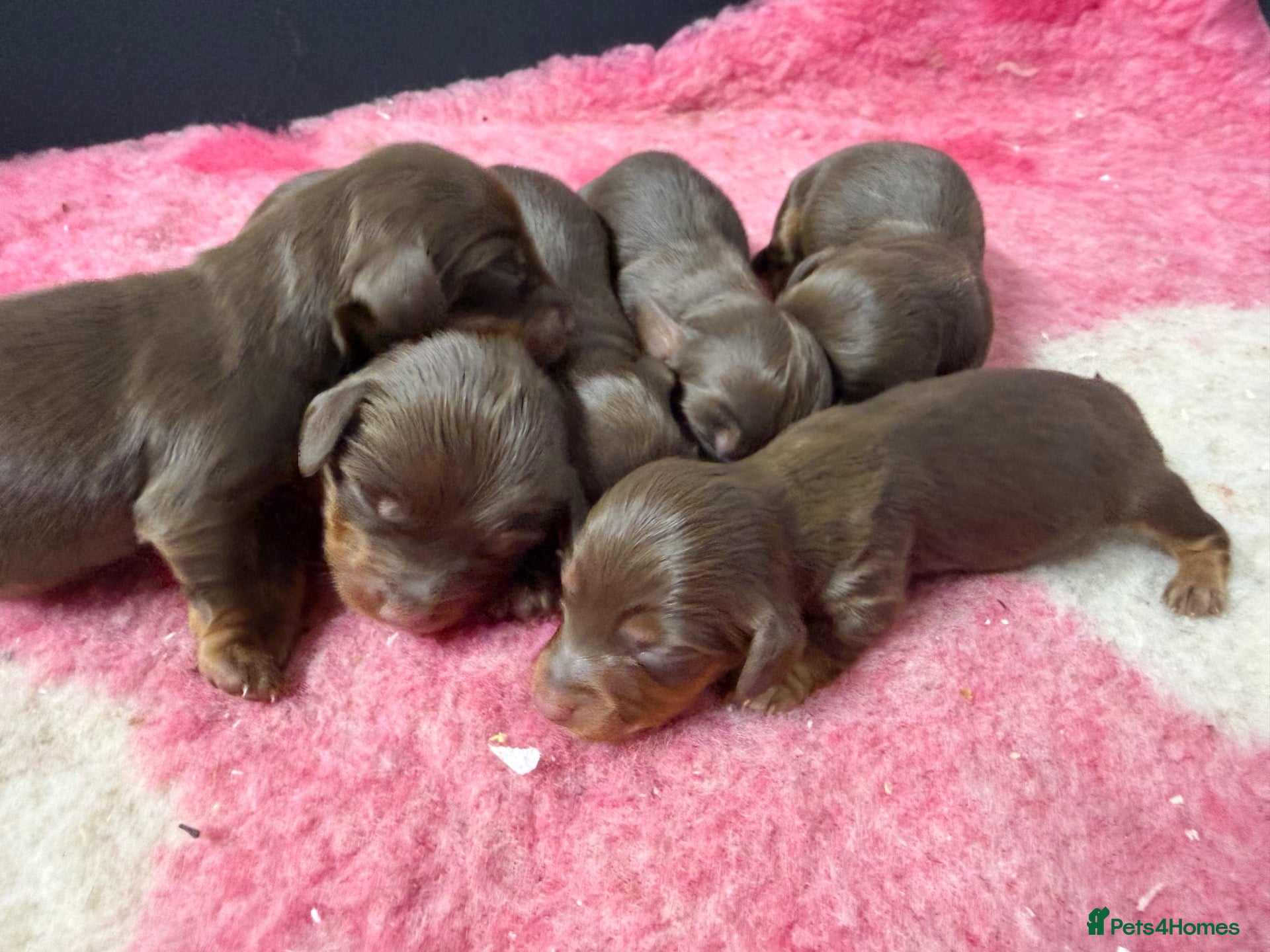 Miniature Dachshund dogs 2 boys 4 girls  - Advert 15