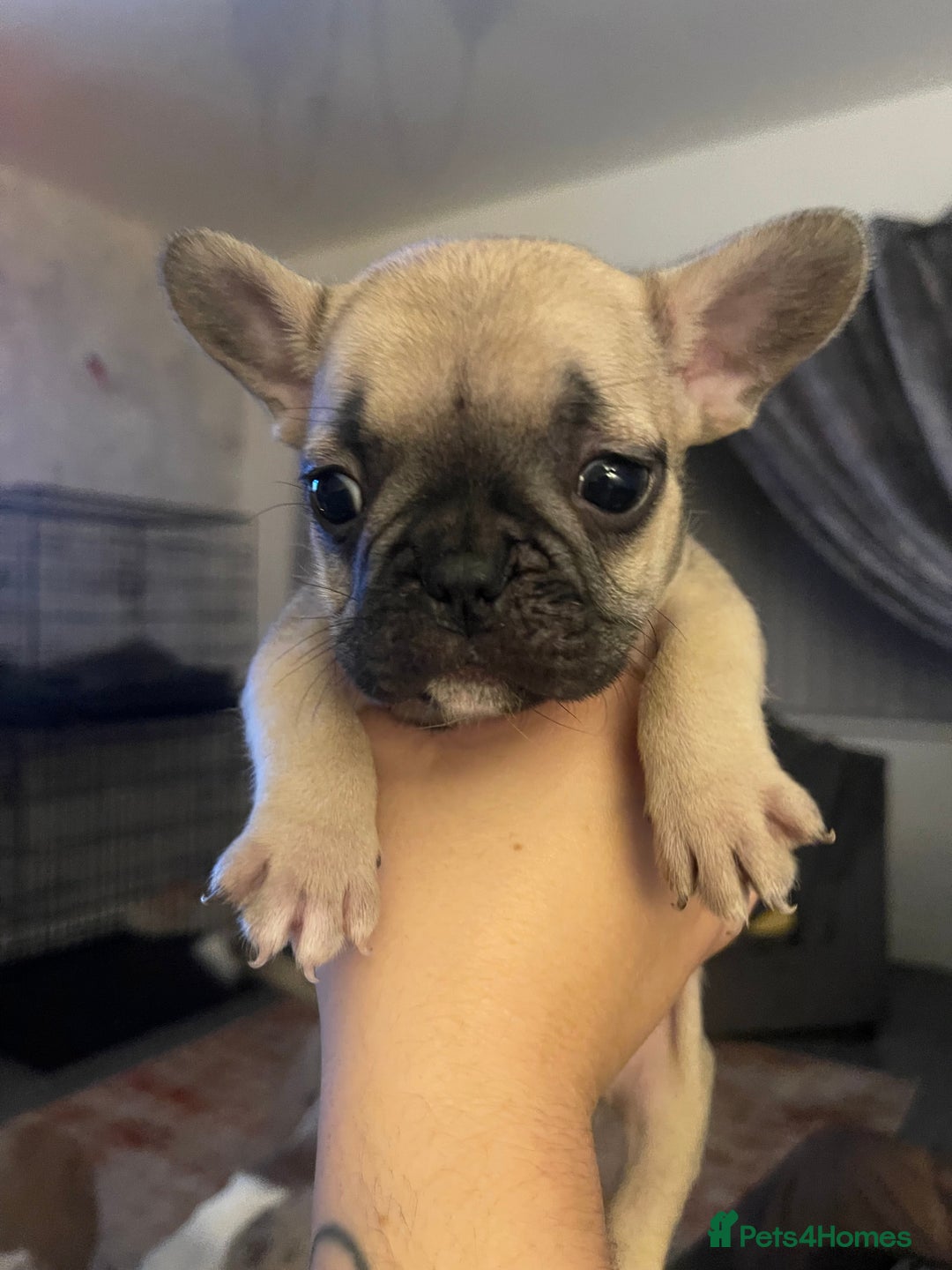 French Bulldog dogs for sale: French bull dog puppies - Image 3
