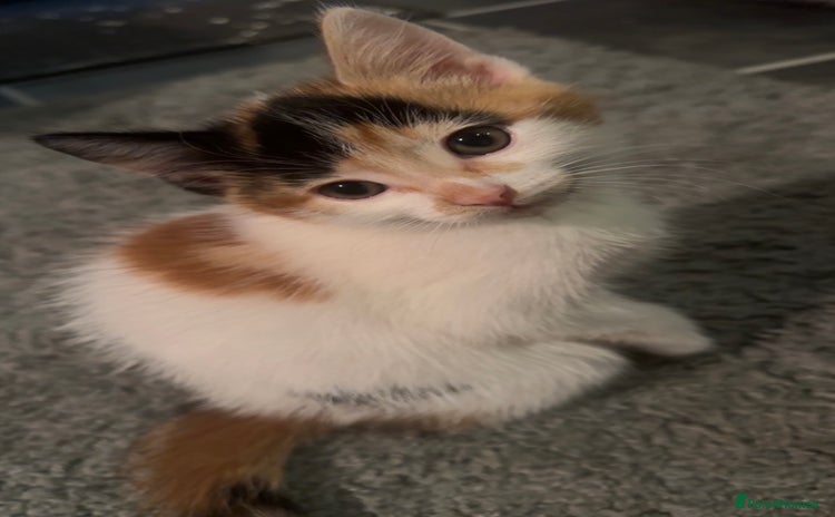 Domestic Shorthair cats - Advert 2