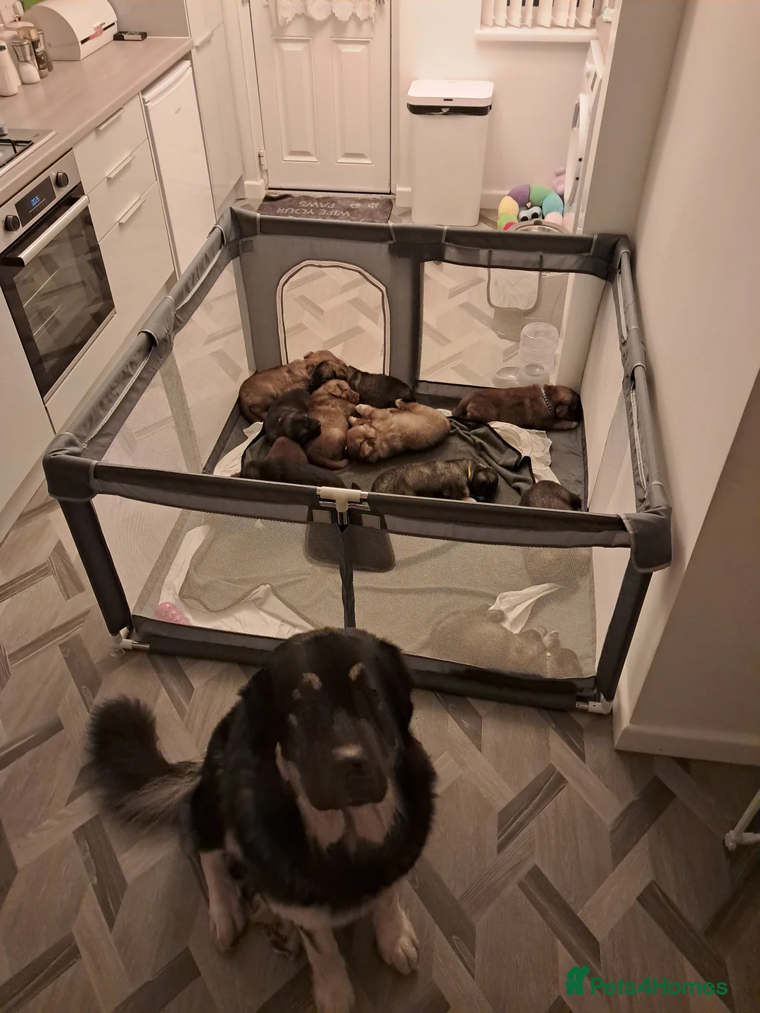 Caucasian Shepherd Dog dogs for sale: Beautiful big boned Caucasian puppies  - Advert 6