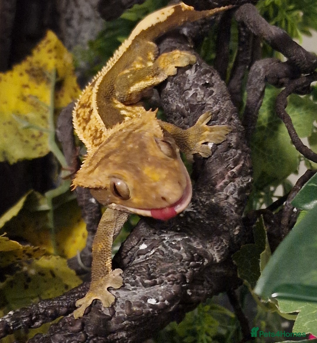 Gecko reptiles for sale: 45x45x90 Exo Terra Terrarium with 2 Crested Geckos - Advert 2