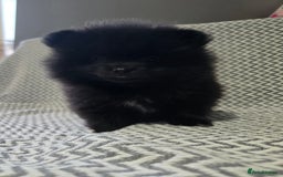 Pomeranian dogs for sale: KC outstanding puppies lilac tan lavender chocolat - Image 12