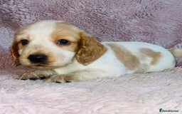 Cocker Spaniel dogs for sale: Cocker Spaniel Pups  - Image 9