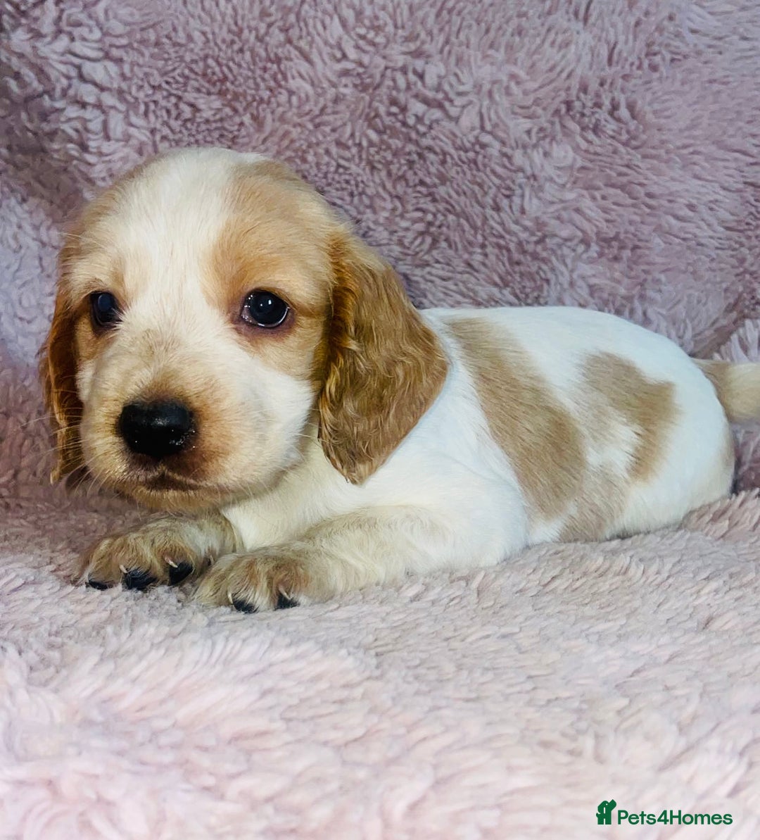 Cocker Spaniel dogs for sale: Cocker Spaniel Pups  - Image 9