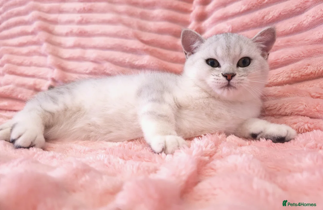 British Shorthair cats for sale: British shorthair AY12 and NS12 - Advert 2