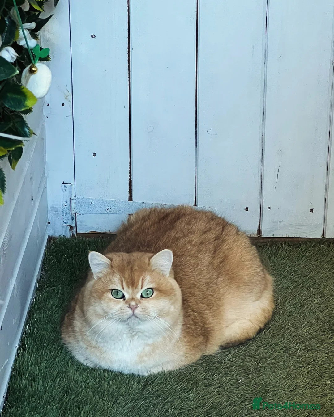 British Longhair cats for sale: SPAYED RETIRED 3 YR QUEEN  - Advert 2