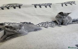 British Shorthair cats for sale: 1 Amazing Female Kitten - Image 1