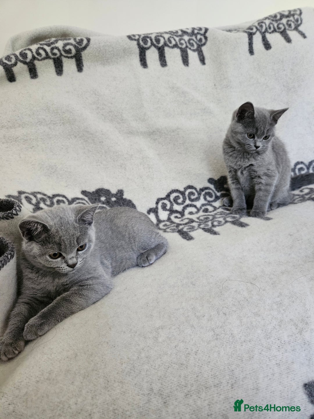 British Shorthair cats for sale: 1 Amazing Female Kitten - Image 1