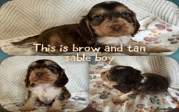 Cocker Spaniel dogs for sale: Show cocker spaniels top quality  - Advert 1